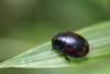 Sphaeridium sp.
